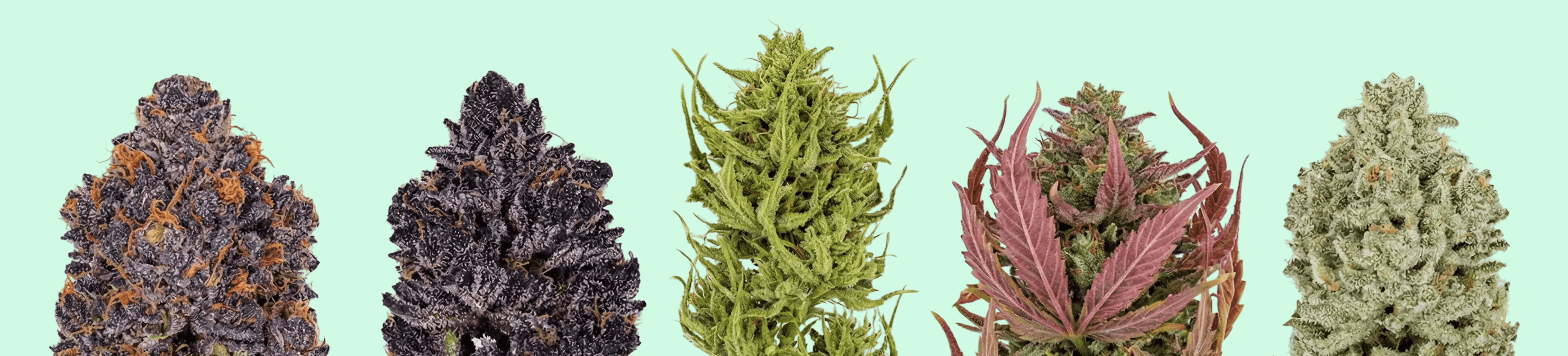 Verschiedene Cannabisblüten als Sortenübersicht