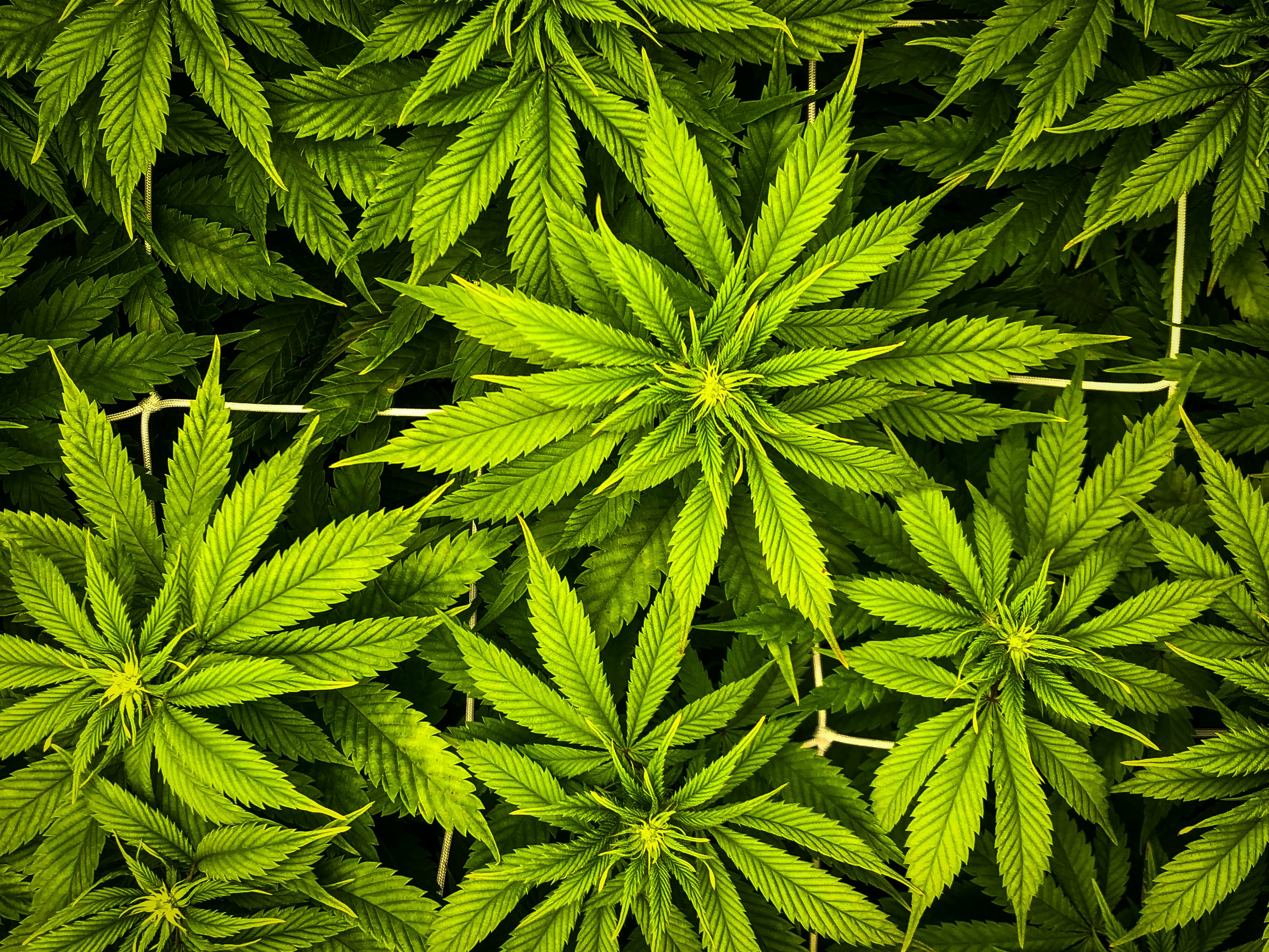paul-einerhand-39F7_IfT-r0-unsplash Cannabisblätter in Nahaufnahme