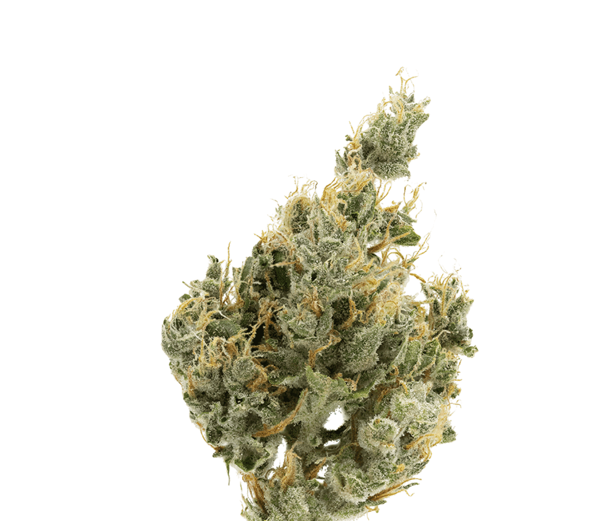 Eufloria 27/1 MSH - Moonshine Eufloria 27/1 MSH - Moonshine