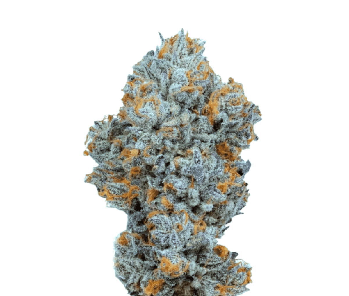 Remexian 25/1 - Biscotti Mintz