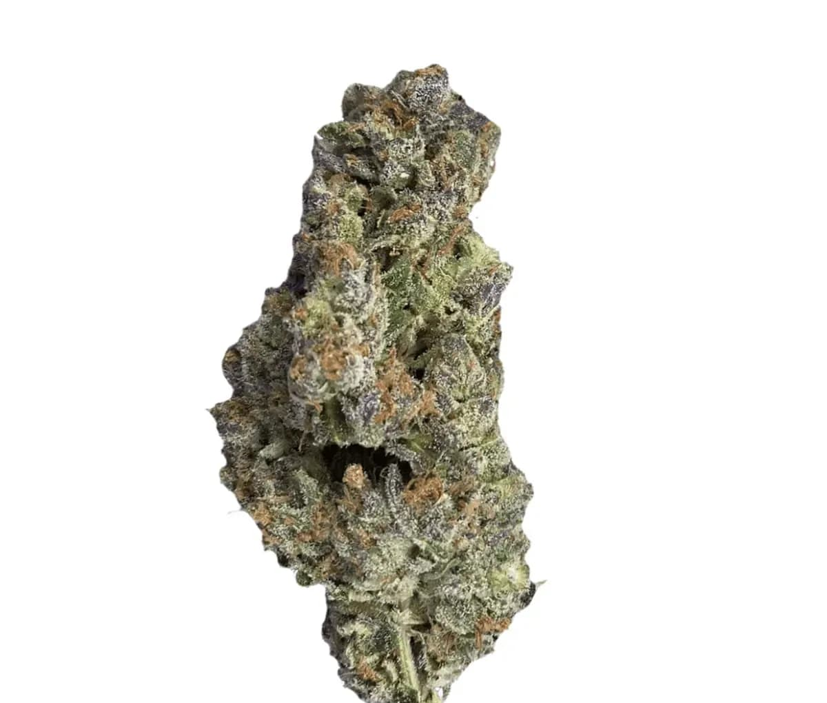 420 Evolution 25/1 CA PLD - Plum Driver