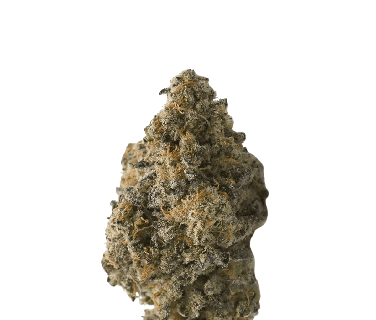 Tilray Craft Cannabisblüten THC28 CTB - Cactus Breath