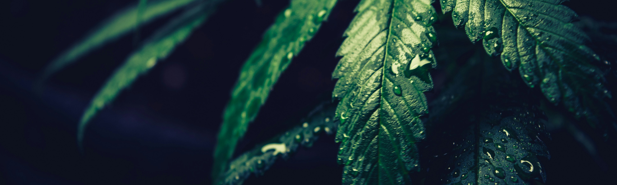 BannerBleaf Cannabisblätter in Nahaufnahme