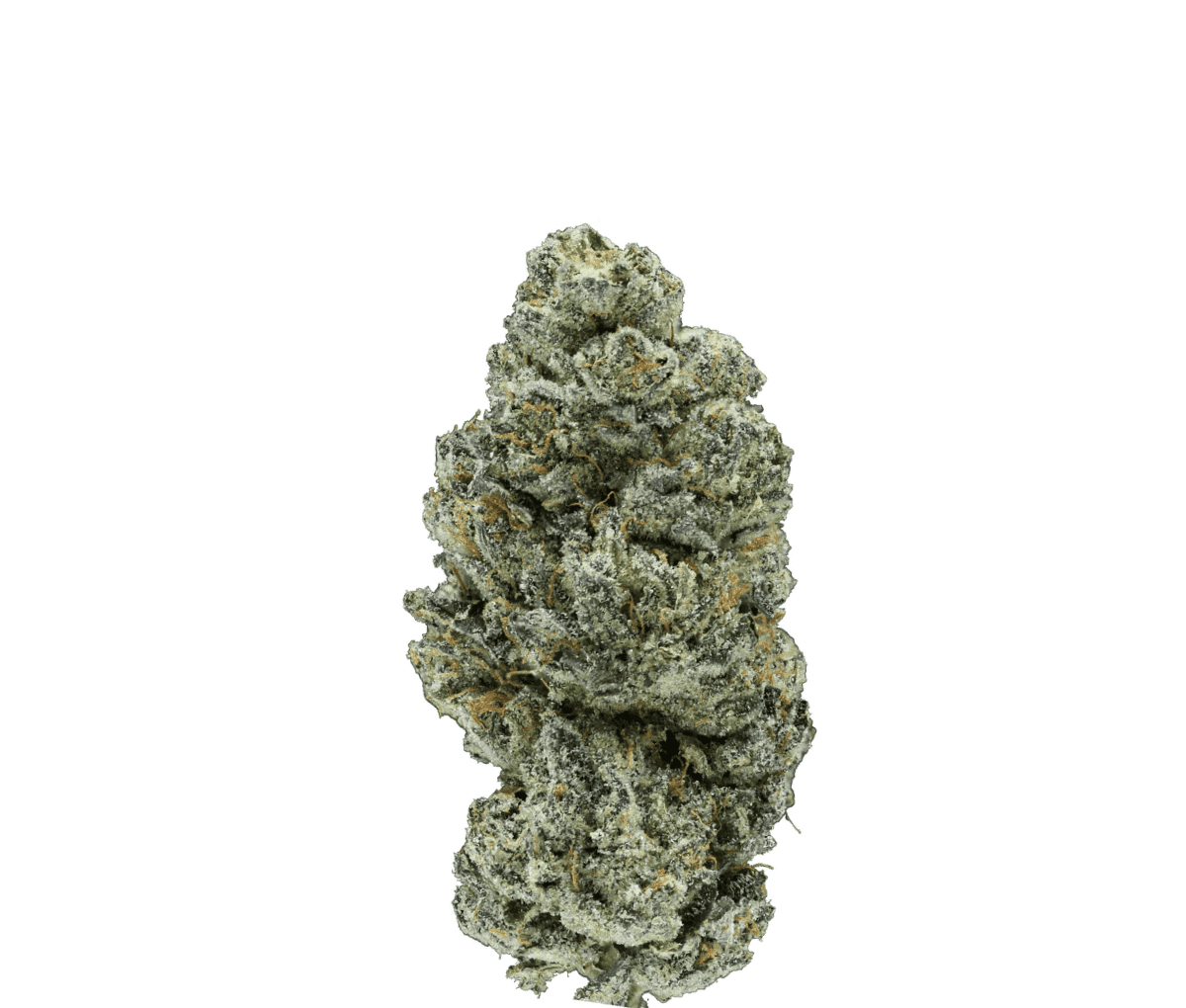 Madrecan 21/1 GB9 - Garlic Budder Madrecan 21/1 GB9 - Garlic Budder