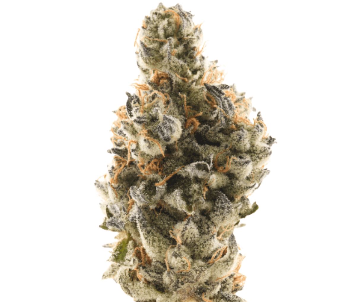 NICE 22/1 WTR - White Truffle