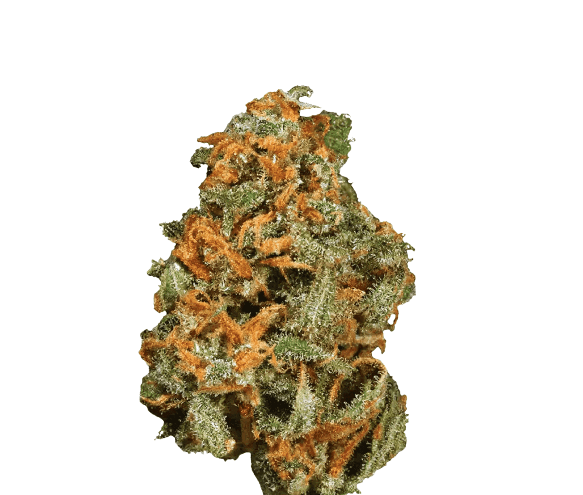 420 Balanced Basic PT SLG - Super Lemon G 420 Balanced Basic PT SLG - Super Lemon G