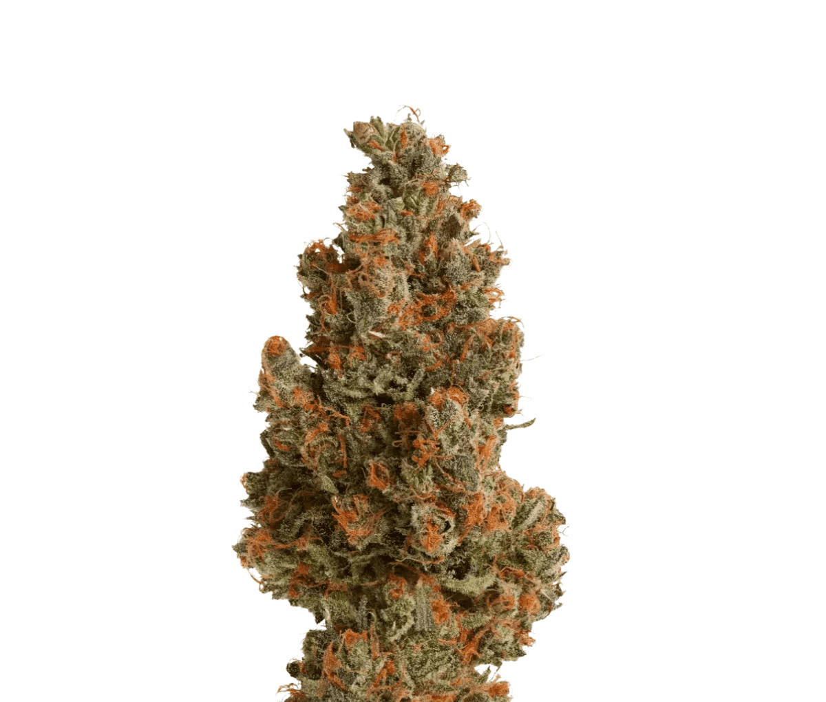 Remexian 27/1 HCC CTF - Curtainfall