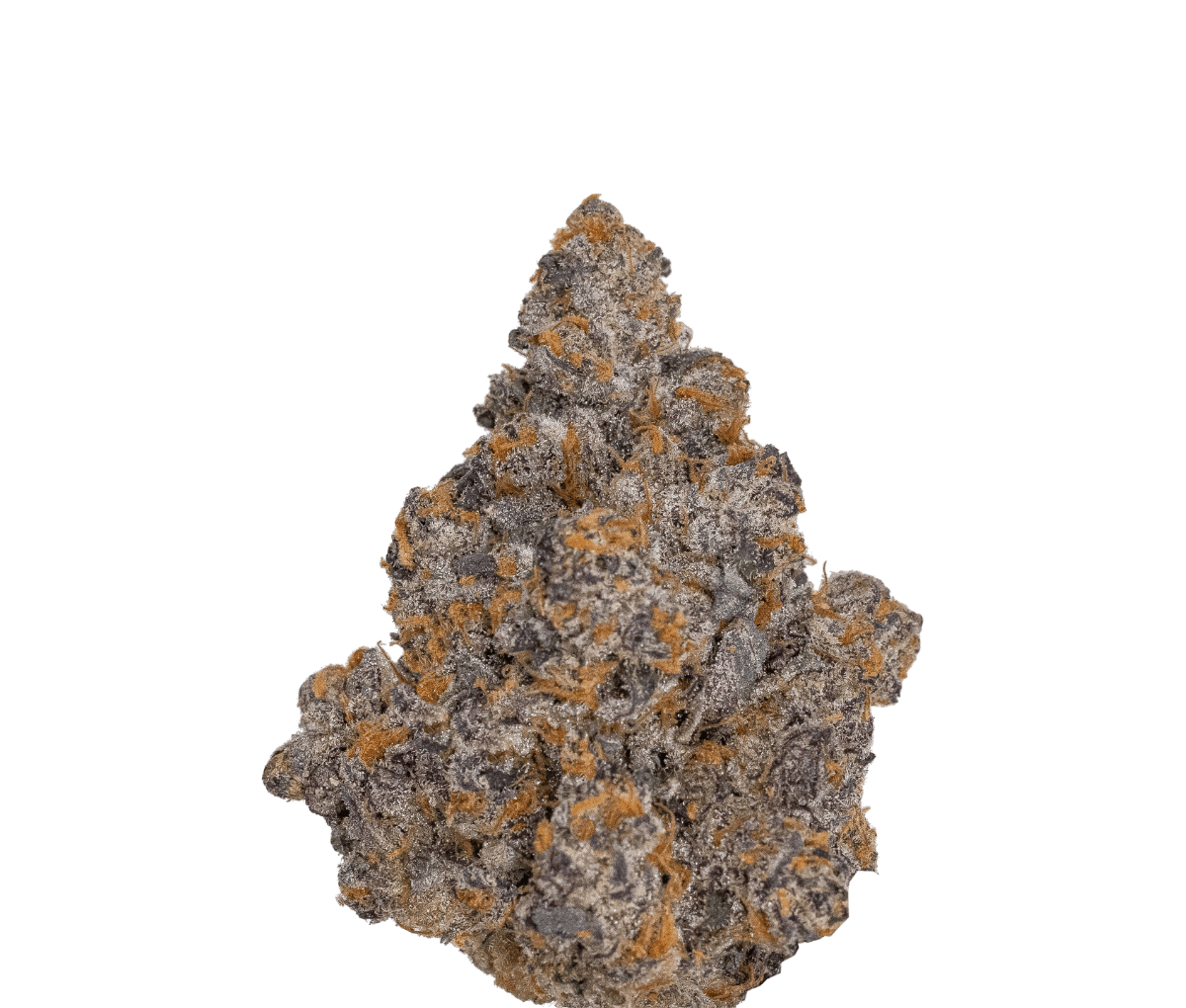 NICE 30/1 TRG GMO - Tropical Gelato