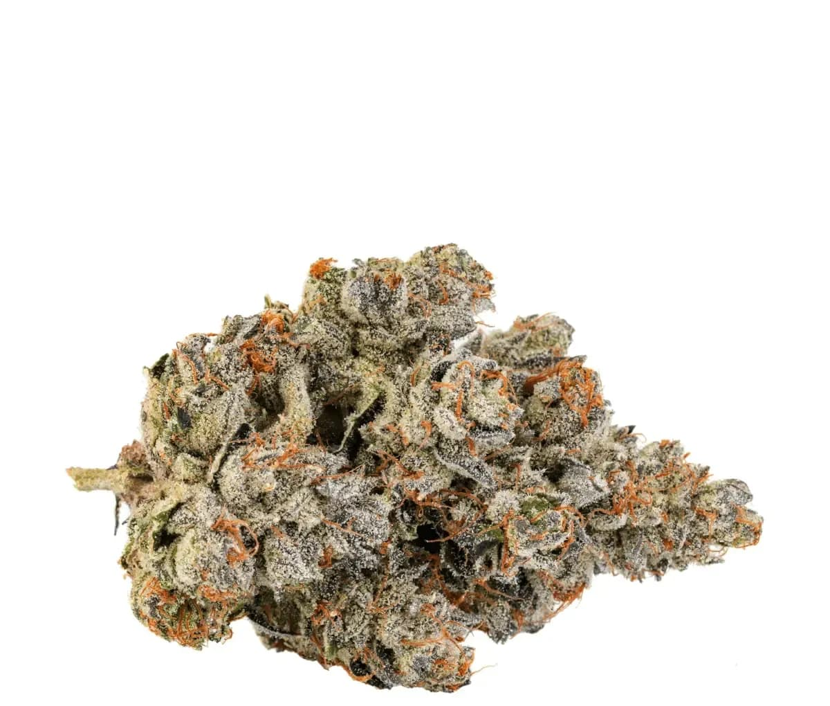 Amici 29/1 - High Society Amici 29/1 - High Society