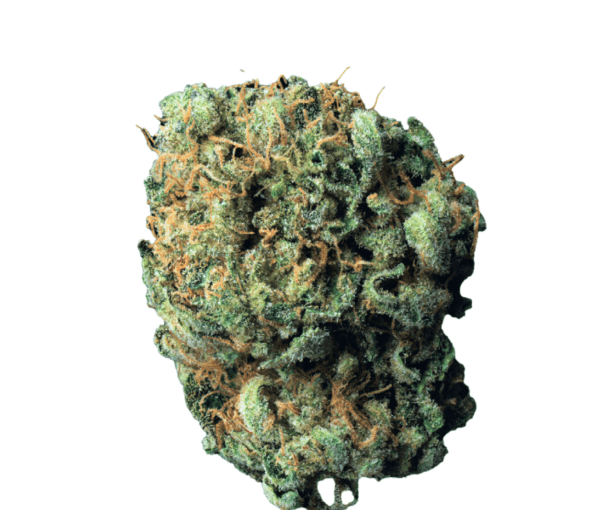 Cookies 26/1 MD - Medellin