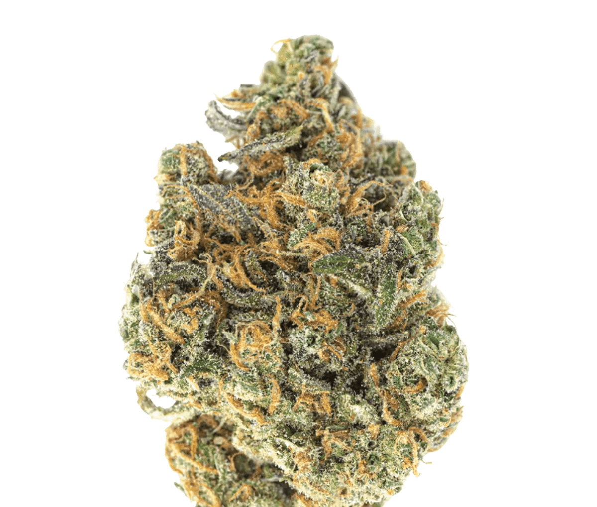 NICE 30/1 MS Munson NICE 30/1 MS Munson