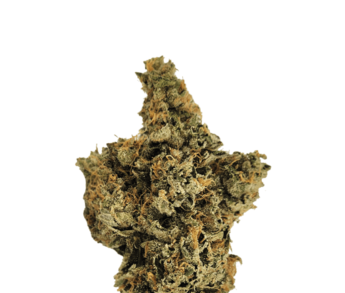  Wellford Peak CA T95 30/1 - Tres Dawg x I-95