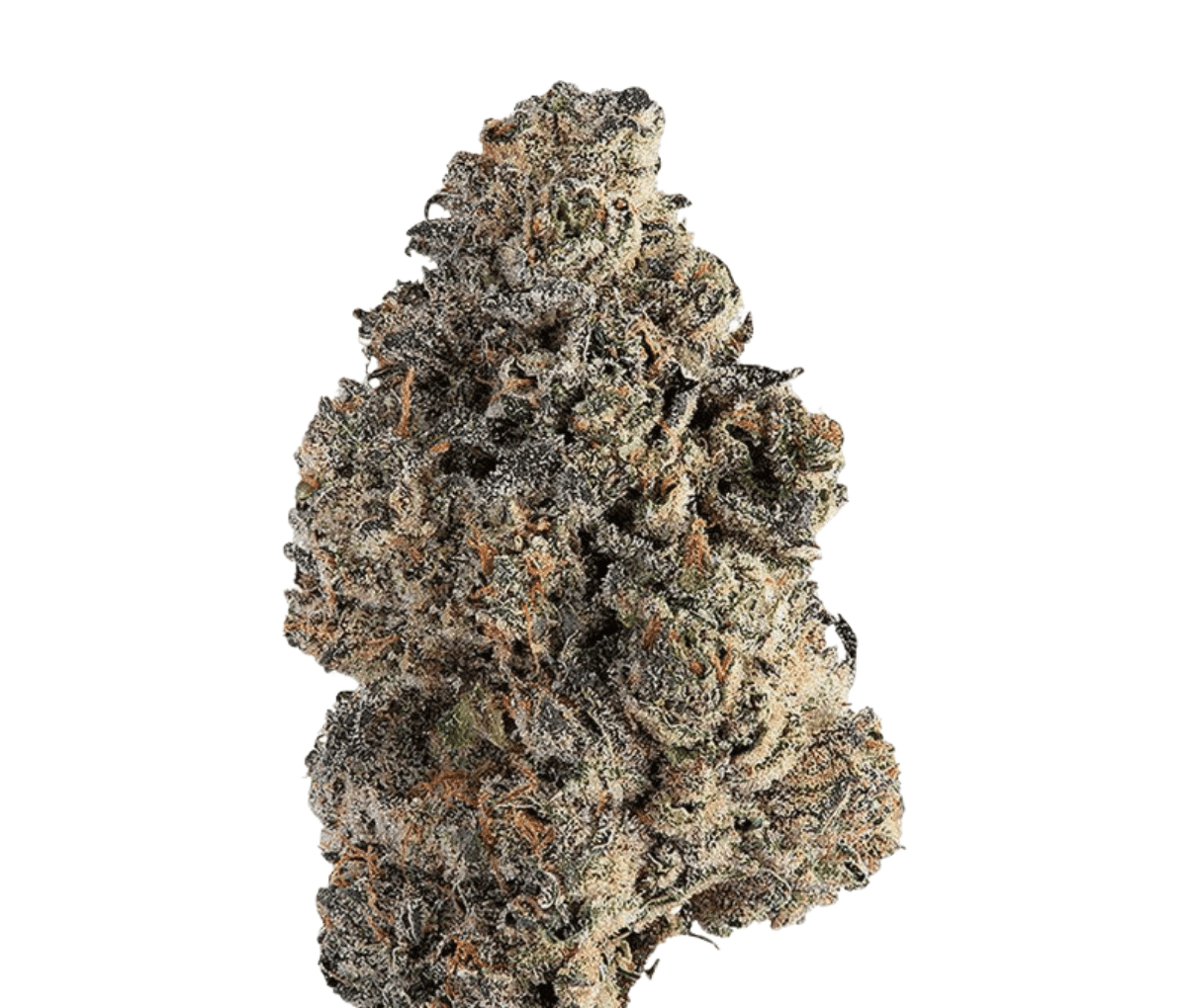 CzechOut 24/1 PUO - Purple Octane