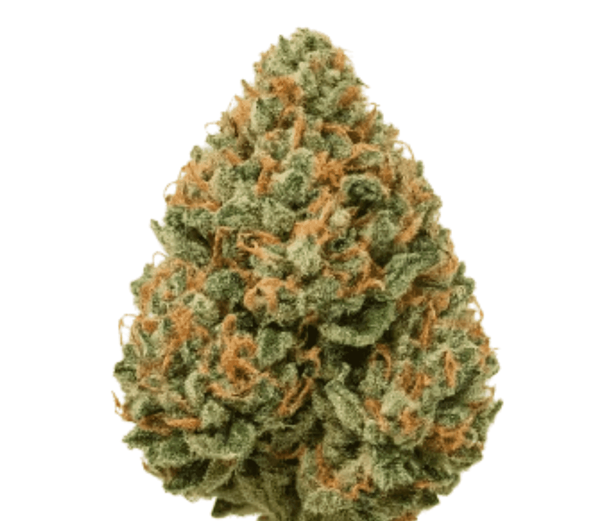 Medicus 21/1 EZA FCO Frosted Cookies - Frosted Cherry Cookies