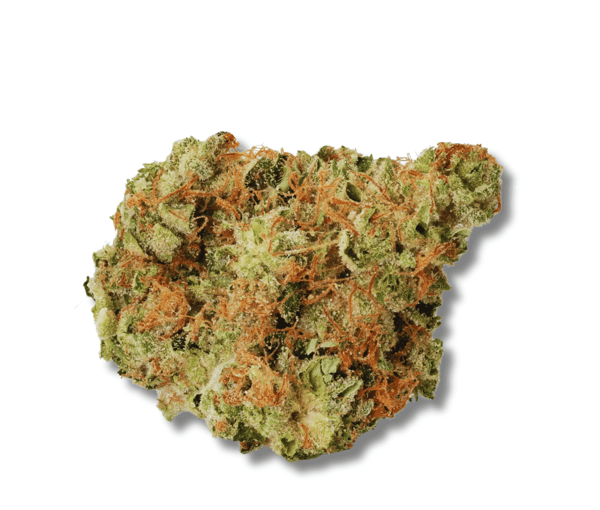 420 Evolution 27/1 CA BUL - Bucket List