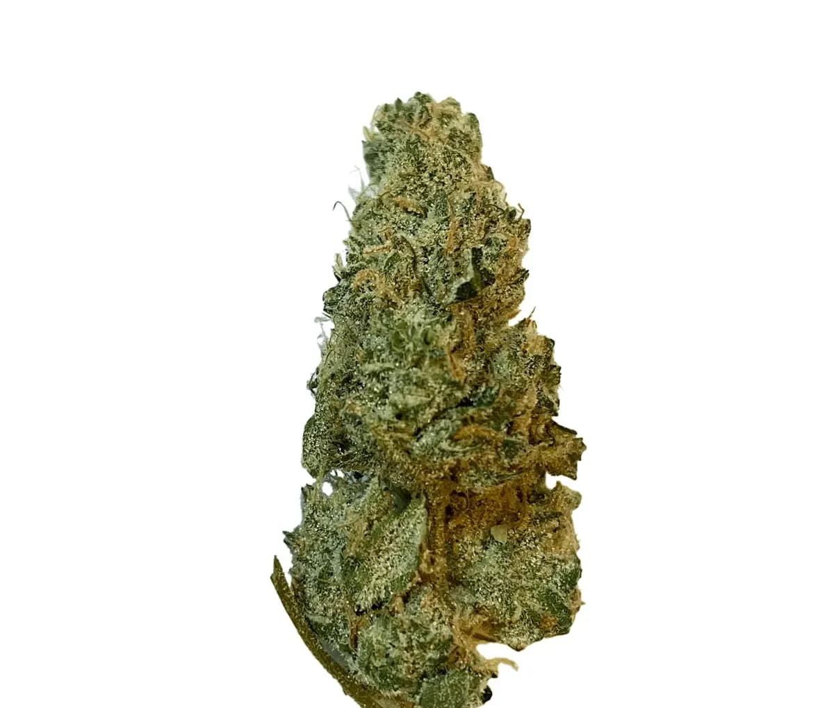 Social Choice! 18/1 MCP GMO Social Choice! 18/1 MCP GMO