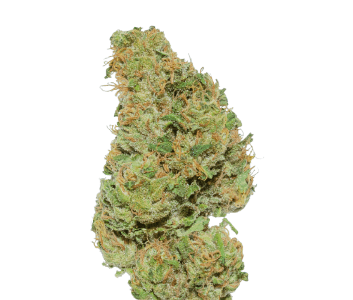 Weeco HK 20/1 - Hindu Kush Weeco HK 20/1 - Hindu Kush