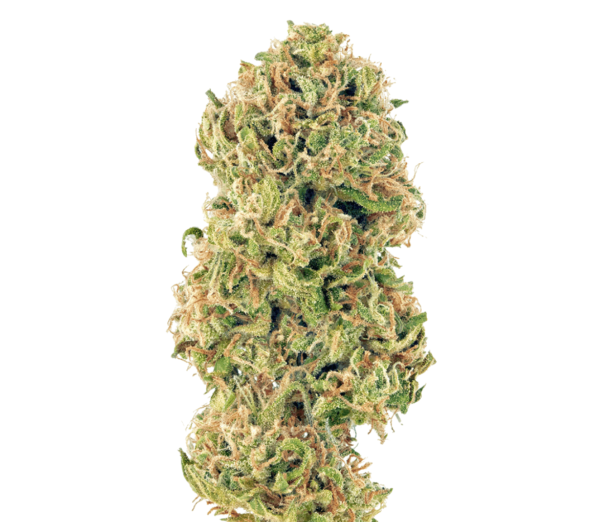 Medical Saints 24/1 HUB - Huckleberry Medical Saints 24/1 HUB - Huckleberry