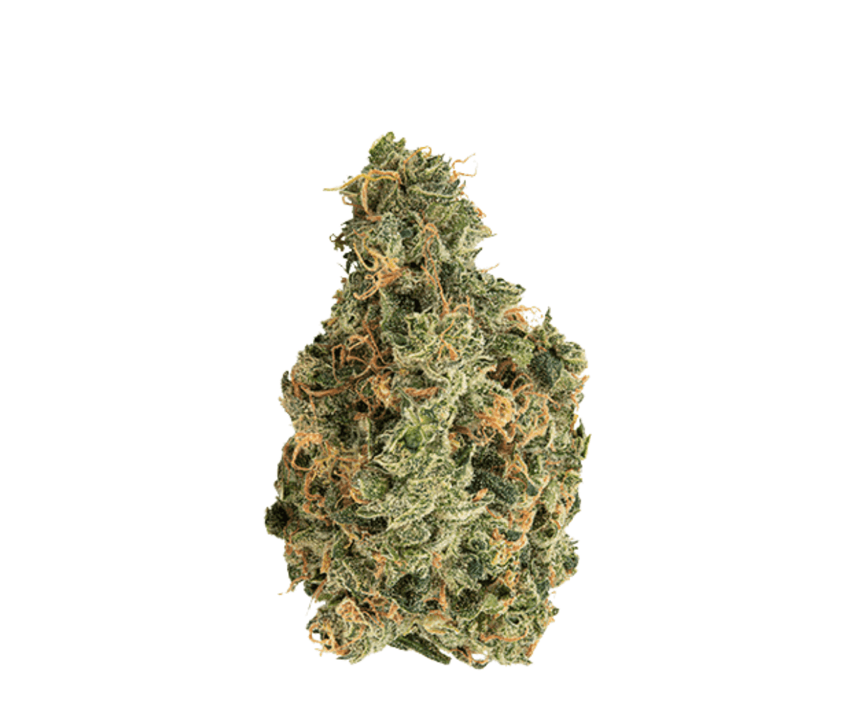 Remexian 27/1 HCC GRA - Gran Francorino Remexian 27/1 HCC GRA - Gran Francorino